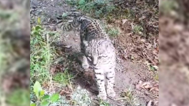 Lograron captar un video único de un gato montés en el Parque Nacional Lanín