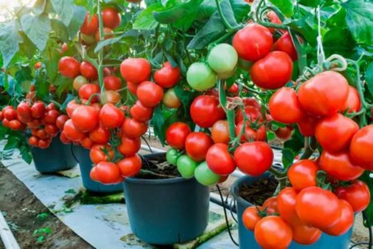 Los siete errores más comunes al cultivar tomates en macetas