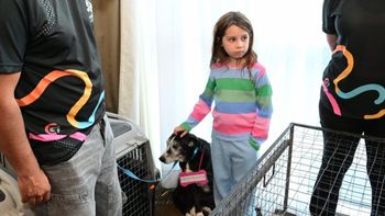 feria animalada en neuquen: 40 cachorros y dos perros adultos encontraron un hogar feria animalada en neuquen: 40 cachorros y dos perros adultos encontraron un hogar