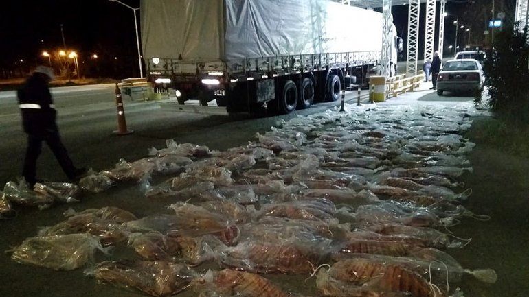 Decomisan más de una tonelada de carne ilegal y panceta