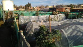 Las huertas, una opción entretenida para la cuarentena. Las huertas, una opción entretenida para la cuarentena.