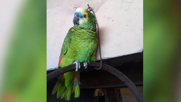¿Dónde está Pepe? La desesperada búsqueda de un loro peronista en Cutral Co