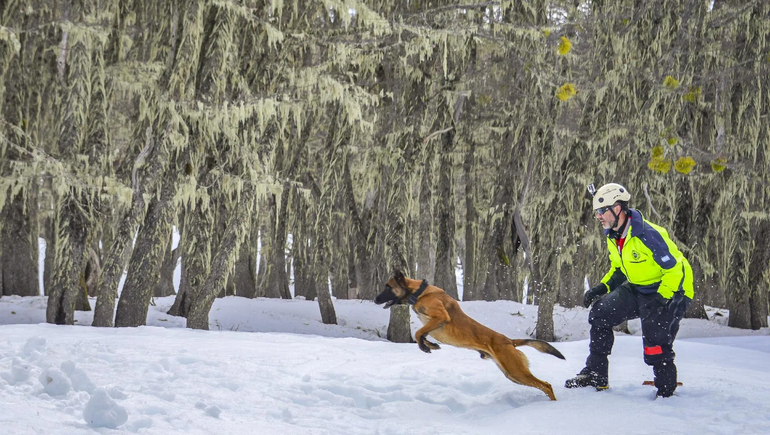Búsqueda: un perro puede ser más que un amigo
