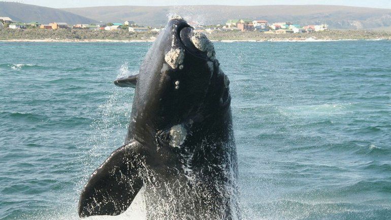 Sorpresa en la Península Valdés: récord de ballenas