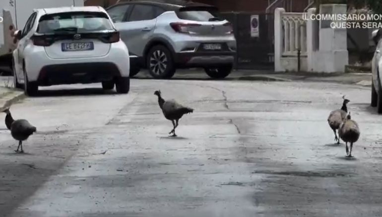 Además de provocar daños estructurales, los pavos reales hasta causaron accidentes de tránsito. Además de provocar daños estructurales, los pavos reales hasta causaron accidentes de tránsito.