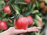 Los precios de la manzana en Europa
