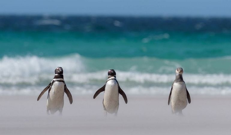 Después de cada invierno, los pingüinos llegan a reproducirse en las cotstas de la Patagonia luego de hacer en seis meses un recorrido de 6 mil kilómetros. Después de cada invierno, los pingüinos llegan a reproducirse en las cotstas de la Patagonia luego de hacer en seis meses un recorrido de 6 mil kilómetros.