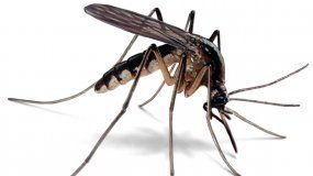 Suele pasar que en un mismo lugar hay personas que son más atacadas por estos insectos que otras. La ciencia encontró algunas razones del fenómeno.