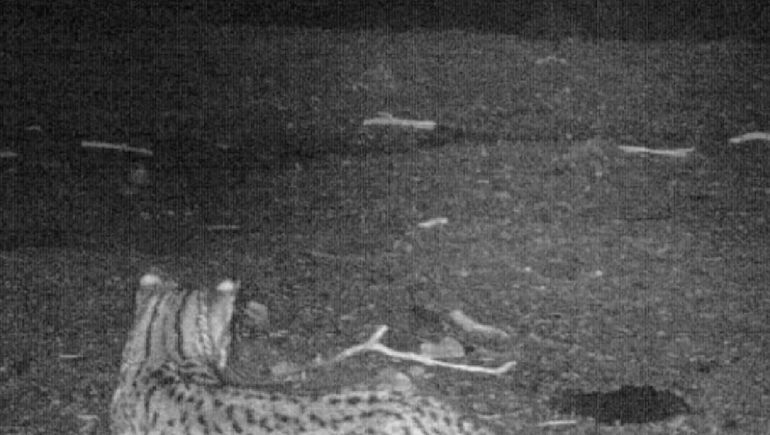 Los gatos monteses también son una especie en el Área Natural Protegida de Copahue. Los gatos monteses también son una especie en el Área Natural Protegida de Copahue.