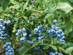 Argentina se vio favorecida con la menor cosecha de arándanos en Perú. Argentina se vio favorecida con la menor cosecha de arándanos en Perú.