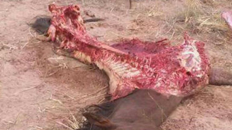 Por Facebook, dueños de caballos mostraron indignados la acción de cuatreros en Plottier