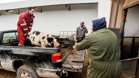Un cerdo camino a la planta de faenamiento y de ahí a la cámara frigorífica. Alejando Benítez, titular de la AFR Productores Unidos, de Nueva Esperanza.