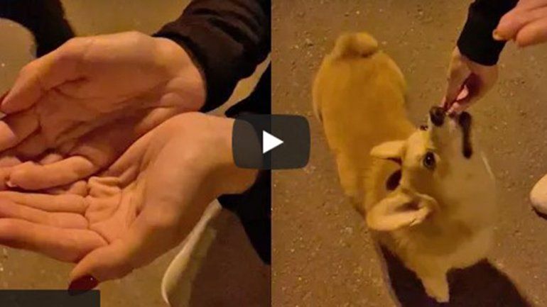 El video viral no deja de sumar reproducciones en YouTube