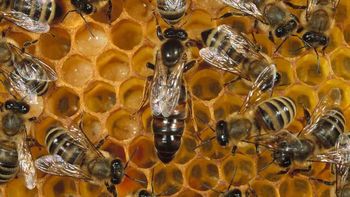 abeja NatGeo (1).jpg