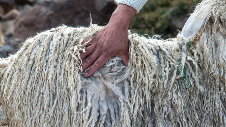 Crianceros locales salen a pelearle al fast fashion