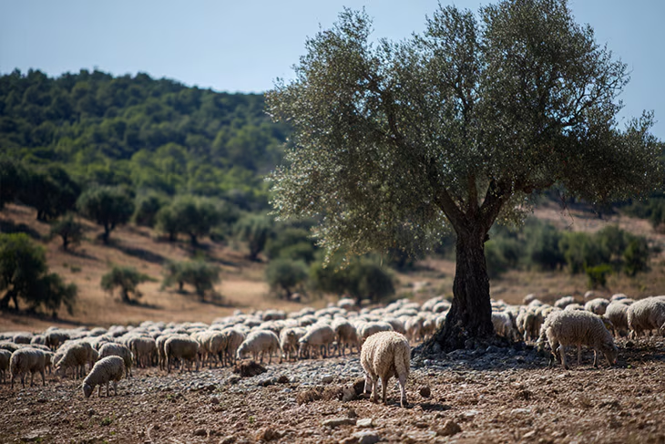 Rentabilidad ecológica: olivares vivos que equilibran producción alta con preservación de diversidad genética. Rentabilidad ecológica: olivares vivos que equilibran producción alta con preservación de diversidad genética.