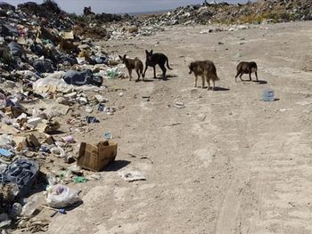 Los perros abandonados en el basural son el comienzo del problema.