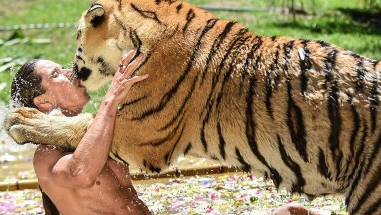 La reacción de un tigre en TikTok tras recibir cosquillas en la panza.