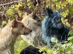 Los perros con pelaje azul fueron avistados cerca de la planta nuclear de Chernobyl, generando sorpresa entre los cuidadores. Los perros con pelaje azul fueron avistados cerca de la planta nuclear de Chernobyl, generando sorpresa entre los cuidadores.