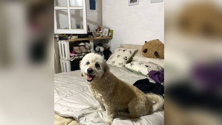 Indignación y tristeza: se les escapó la perra por la pirotecnia en la Legislatura y murió atropellada