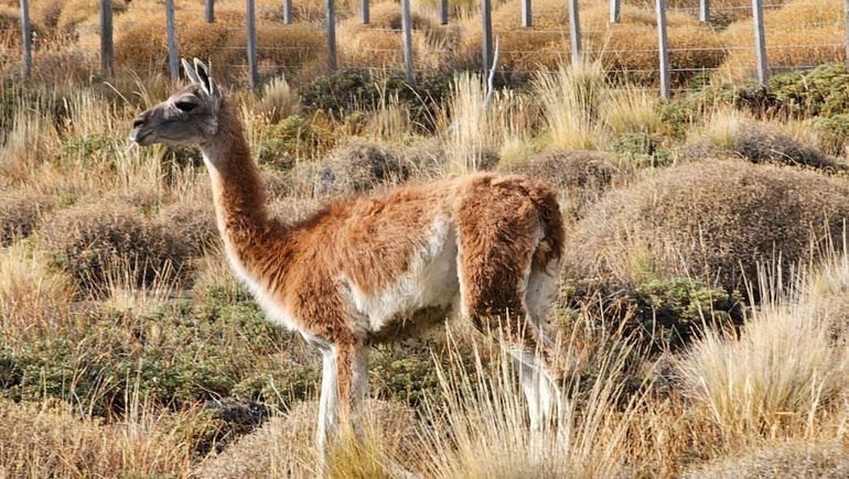 Cuál fue el destino de los últimos cinco animales rescatados en la provincia