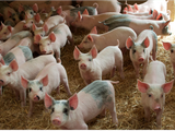 A finales de 2023 se registró el primer brote en el establecimiento porcino más grande del país.