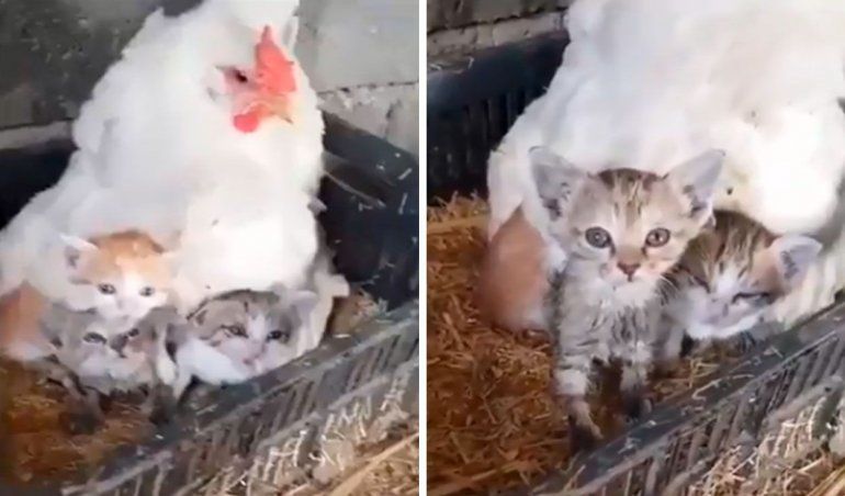 TikTok: una gallina adoptó a tres gatos