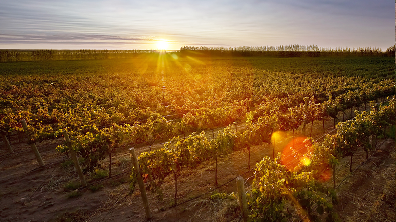 Bodegas neuquinas destacan en ProWein São Paulo, consolidando exportaciones patagónicas en el mercado brasileño. | LM Neuquen Bodegas neuquinas destacan en ProWein São Paulo, consolidando exportaciones patagónicas en el mercado brasileño.