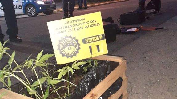 Le robaron herramientas y los plantines de marihuana