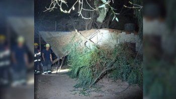 Una familia se salvó de milagro: se le cayó un eucalipto sobre el techo