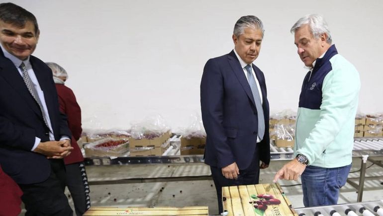 Rolando Figueroa en la planta de empaque y comercialización de Cerezas. Rolando Figueroa en la planta de empaque y comercialización de Cerezas.