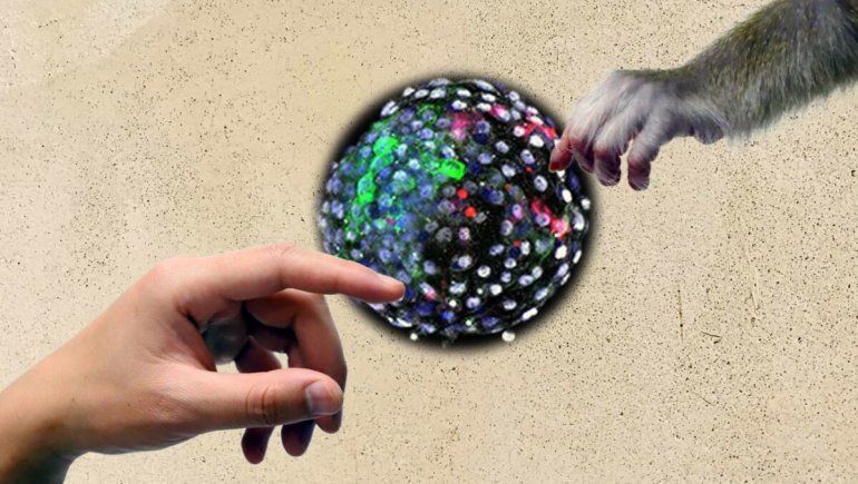 Crearon 132 embriones con mezcla de mono y humano