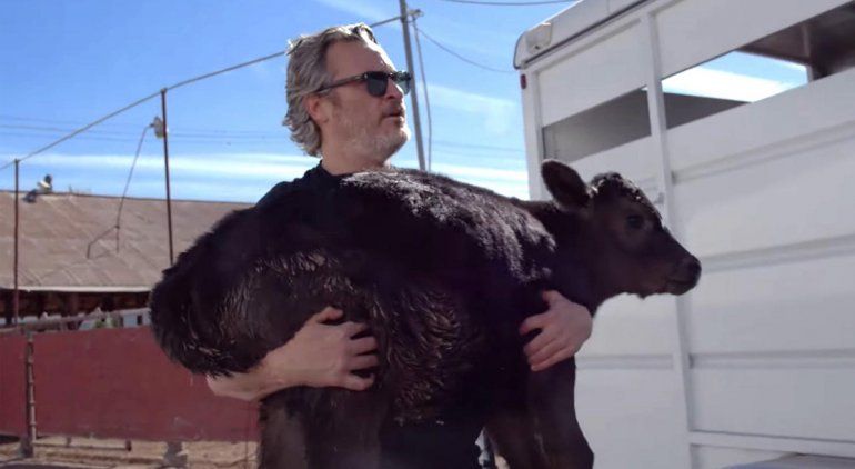 Joaquin Phoenix rescató a un ternero de un matadero