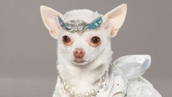 por que no se tiene que vestir a las mascotas como si fueran personas por que no se tiene que vestir a las mascotas como si fueran personas