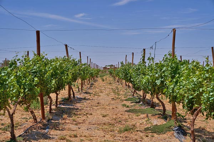 Suelo salino y boro: el desafío extremo superado por esta uva patrimonial. Suelo salino y boro: el desafío extremo superado por esta uva patrimonial.