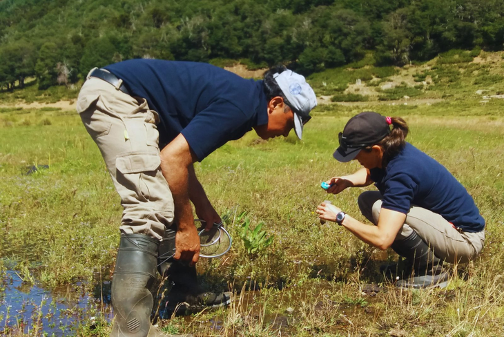 La enfermedad se contagia al ingerir pastos contaminados con un parásito que se encuentra en zonas húmedas. Foto: INTA La enfermedad se contagia al ingerir pastos contaminados con un parásito que se encuentra en zonas húmedas. Foto: INTA