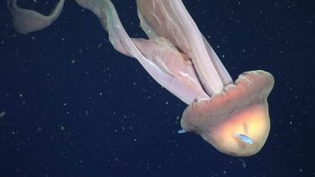 La expedición de científicos del Conicet en el Mar Argentino tiene como objetivo hallar nuevas especies marítimas. La expedición de científicos del Conicet en el Mar Argentino tiene como objetivo hallar nuevas especies marítimas.