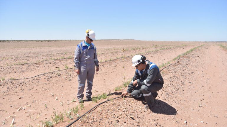 Las empresa reutiliza el agua que destina a refrigerar en la generación eléctrica. Antes terminaba en el Neuquén y ahora la llevan hasta la alameda. Se usan 60 mil litros por hora para el goteo.