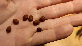 descubren semillas de 5 mil anos de antigüedad en buenos aires descubren semillas de 5 mil anos de antigüedad en buenos aires