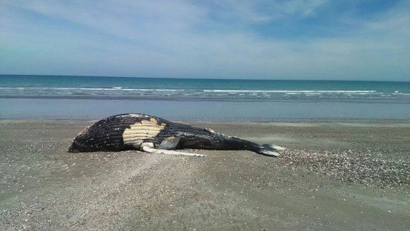 Una ballena apareció muerta en Puerto San Antonio Este