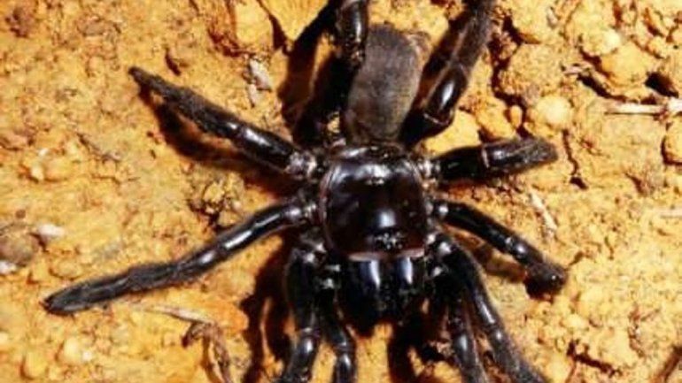 A los 43, murió la araña más longeva de la historia
