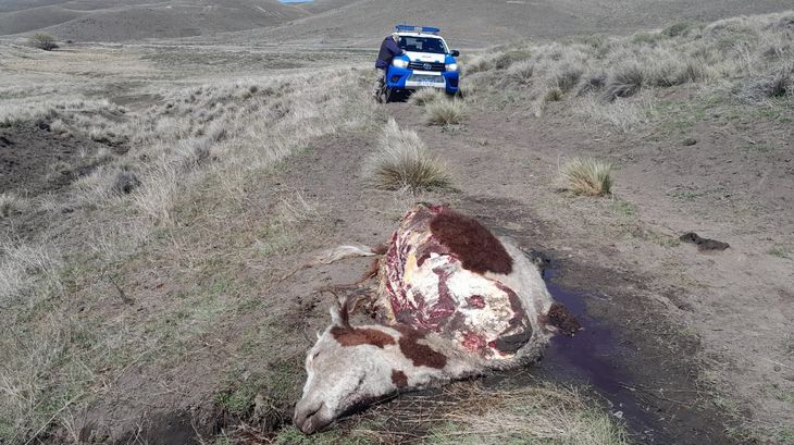 Ganado faenado en el campo y abandonado por los malhechores. Ganado faenado en el campo y abandonado por los malhechores.