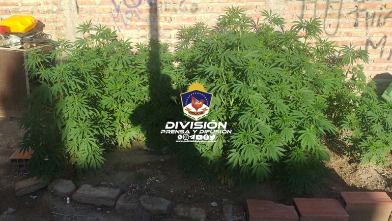 Estafó a un agenciero y le encontraron 30 plantas de marihuana