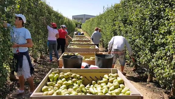 La brecha entre lo que cobra el productor y el precio de góndola se amplió en julio.