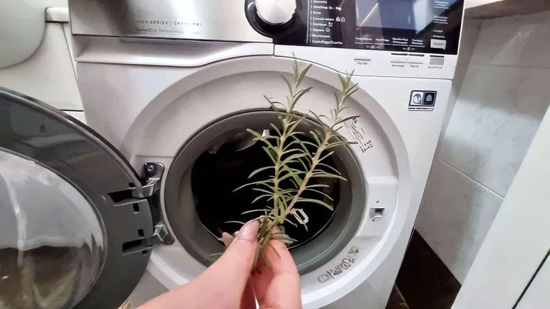 Colocar una ramita de romero en el lavarropa: ¿para qué sirve y por qué se volvió tendencia? | LM Neuquen Colocar una ramita de romero en el lavarropa: ¿para qué sirve y por qué se volvió tendencia?