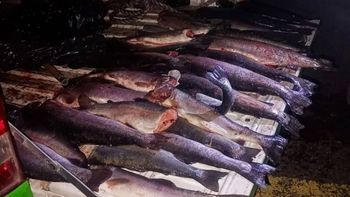 Fauna secuestró las truchas producto de la pezca ilegal. Fauna secuestró las truchas producto de la pezca ilegal.
