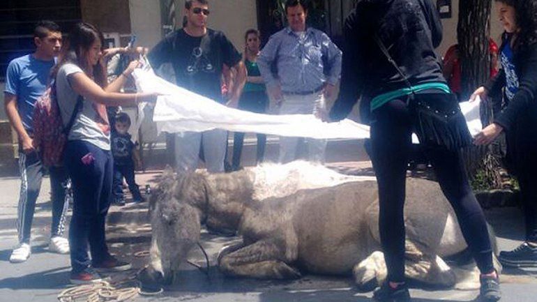 El dueño del carro y de Vicente quedó demorado por maltrato animal.
