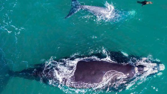 El simpático nado del Lobito junto a las ballenas. Hacete amigo. Foto captura de video.