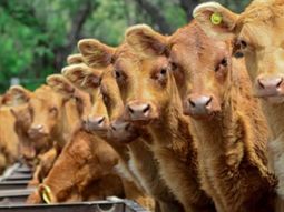 Con valores en dólares en máximos de las últimas dos décadas, el negocio ganadero recuperó rentabilidad y cambió las expectativas del sector. Con valores en dólares en máximos de las últimas dos décadas, el negocio ganadero recuperó rentabilidad y cambió las expectativas del sector.