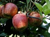 La manzana con alta cobertura de color, es la que está demandando hoy el mercado.